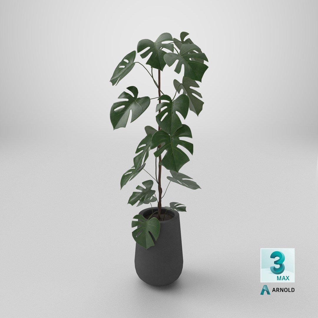 3D model Monstera Deliciosa Plant https://p.turbosquid.com/ts-thumb/h4/QclPLU/ve/stemcell_max_arnold_render/png/1764952448/1920x1080/fit_q87/8a460d684d61c0c14262b2706d77a48acbbc7fbb/stemcell_max_arnold_render.jpg