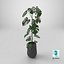 Monstera Deliciosa Pflanze