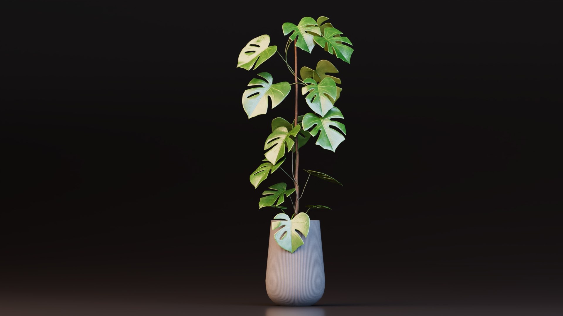 3D model Monstera Deliciosa Plant https://p.turbosquid.com/ts-thumb/h4/QclPLU/xd/plant2/jpg/1764776838/1920x1080/fit_q87/77aed0e25a21567594ee78aed62561399ccc01e0/plant2.jpg