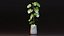 Monstera Deliciosa Pflanze