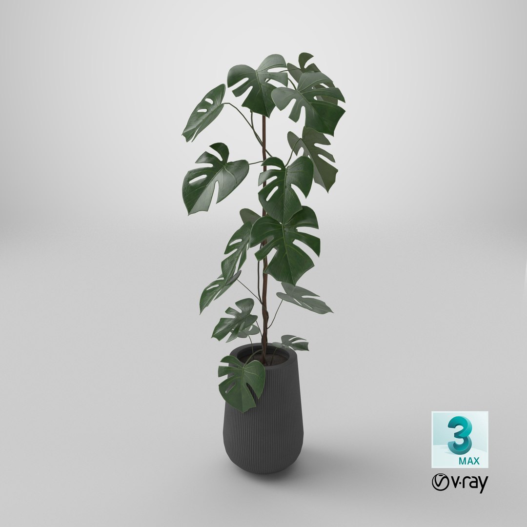 3D model Monstera Deliciosa Plant https://p.turbosquid.com/ts-thumb/h4/QclPLU/z5/stemcell_max_vray_render/png/1764952446/1920x1080/fit_q87/b7f5cb3c45cbc99985e23231e1029641f8c5b5ab/stemcell_max_vray_render.jpg
