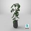 Monstera Deliciosa Pflanze
