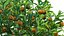 Citrus japonica Japonica - Kumquat 01