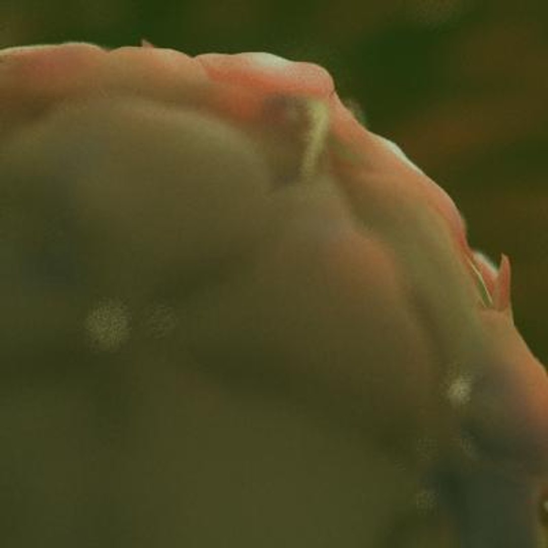 20 viruses virus 3d model https://p.turbosquid.com/ts-thumb/h4/c7Fqg8/Ip2dl2WR/blackbeetlevirus2/jpg/1284131885/1920x1080/fit_q87/4f728459882dc0610267ee353250953b91c12c08/blackbeetlevirus2.jpg