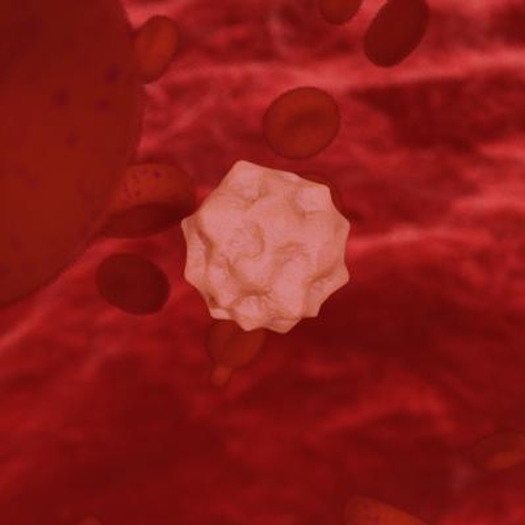 20 viruses virus 3d model https://p.turbosquid.com/ts-thumb/h4/c7Fqg8/RAXqj2Iy/hepatovirus3/jpg/1284131980/1920x1080/fit_q87/00558a96c8e971915f5c2c599b3f6d6385c235fd/hepatovirus3.jpg