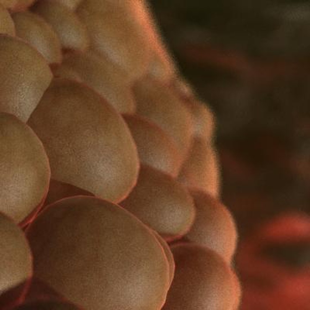 20 viruses virus 3d model https://p.turbosquid.com/ts-thumb/h4/c7Fqg8/fVUXSoQk/infectioushematopoieticnecrosisvirus5/jpg/1284132098/1920x1080/fit_q87/9ccaa9be6d0a4203c6eaaf9c7d468b9e3256a434/infectioushematopoieticnecrosisvirus5.jpg