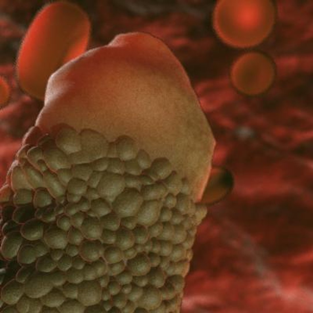 20 viruses virus 3d model https://p.turbosquid.com/ts-thumb/h4/c7Fqg8/xa9h00nJ/infectioushematopoieticnecrosisvirus2/jpg/1284132098/1920x1080/fit_q87/1d9881b0d07ea977200c858254bfbb9cd28e7791/infectioushematopoieticnecrosisvirus2.jpg