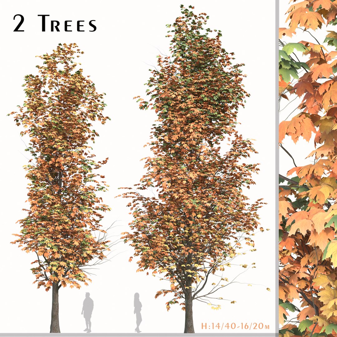 Set of Acer Saccharum or Sugar maple Tree - 2 Trees 3D model https://p.turbosquid.com/ts-thumb/h4/gN1lx7/00/1/jpg/1668437767/1920x1080/fit_q87/24945e6ac1354d046e062802bcfb97ecd90b6270/1.jpg