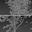 Set of Acer Saccharum or Sugar maple Tree - 2 Trees