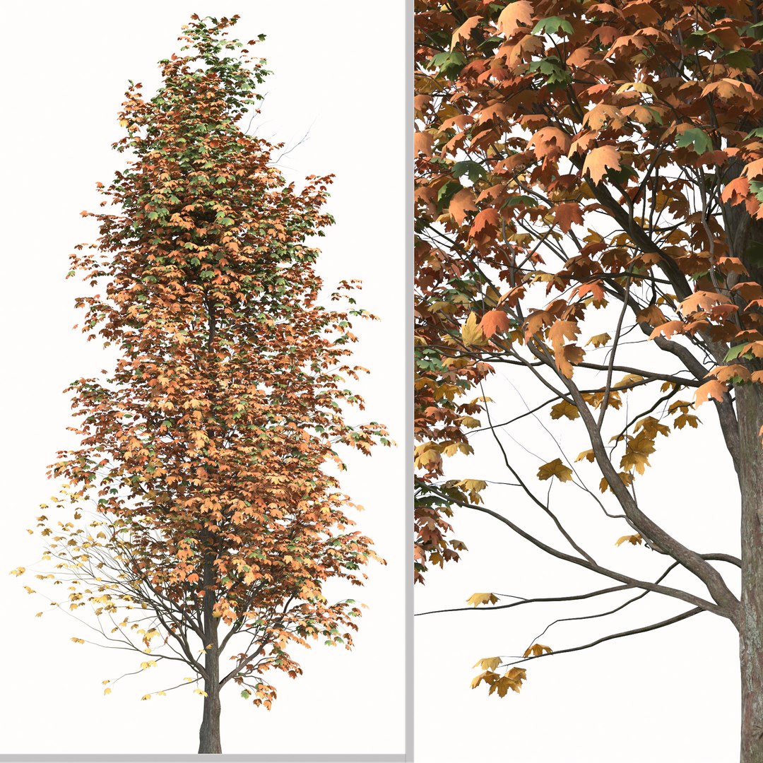 Set of Acer Saccharum or Sugar maple Tree - 2 Trees 3D model https://p.turbosquid.com/ts-thumb/h4/gN1lx7/85/3/jpg/1668435760/1920x1080/fit_q87/65e4de27ae5ef2aeec9f6b42813237ff48fad7c7/3.jpg