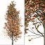 Set of Acer Saccharum or Sugar maple Tree - 2 Trees