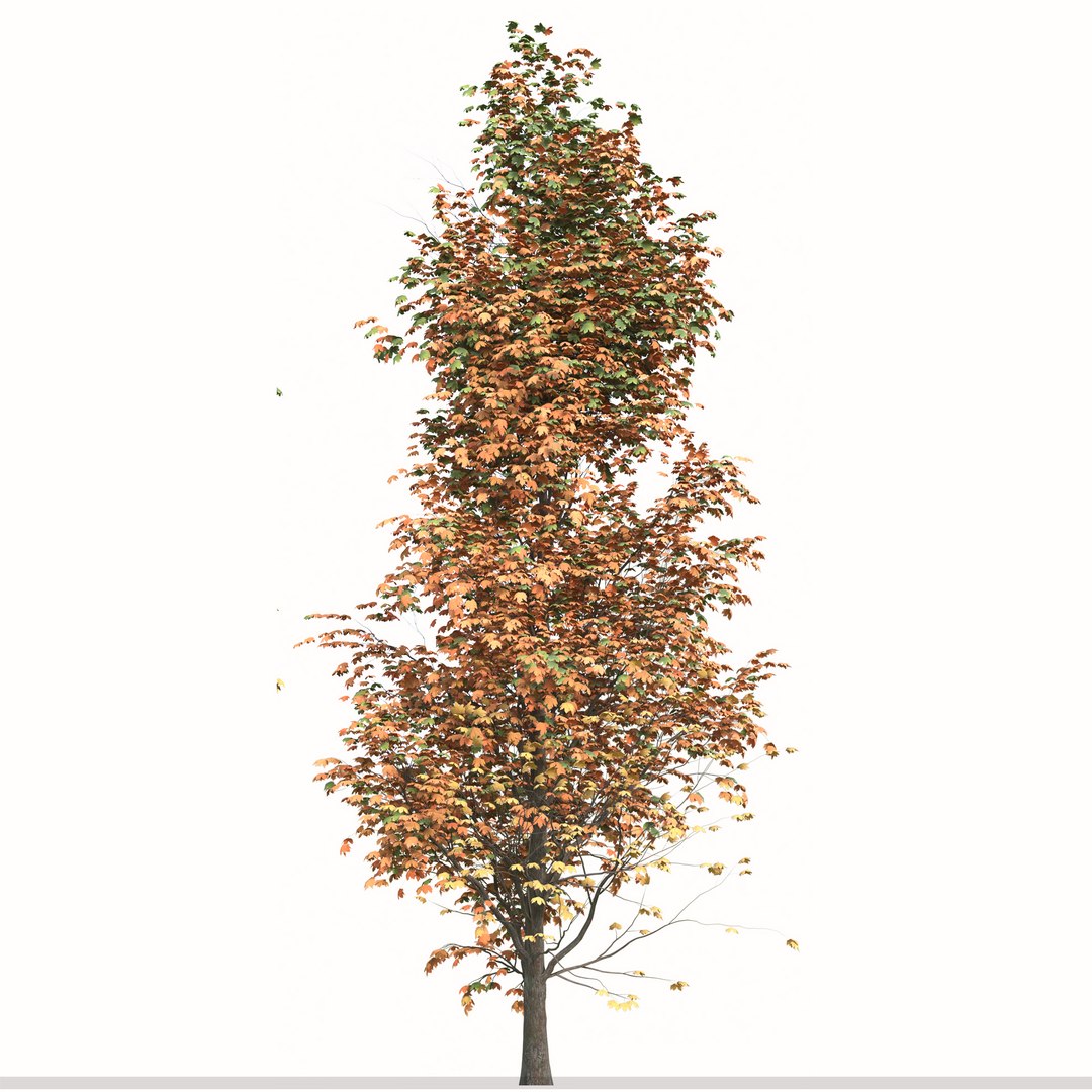 Set of Acer Saccharum or Sugar maple Tree - 2 Trees 3D model https://p.turbosquid.com/ts-thumb/h4/gN1lx7/Wd/6/jpg/1668438368/1920x1080/fit_q87/339d590a63510a8bc6d8c5b324322ea87bb8cdf6/6.jpg