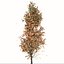 Set of Acer Saccharum or Sugar maple Tree - 2 Trees