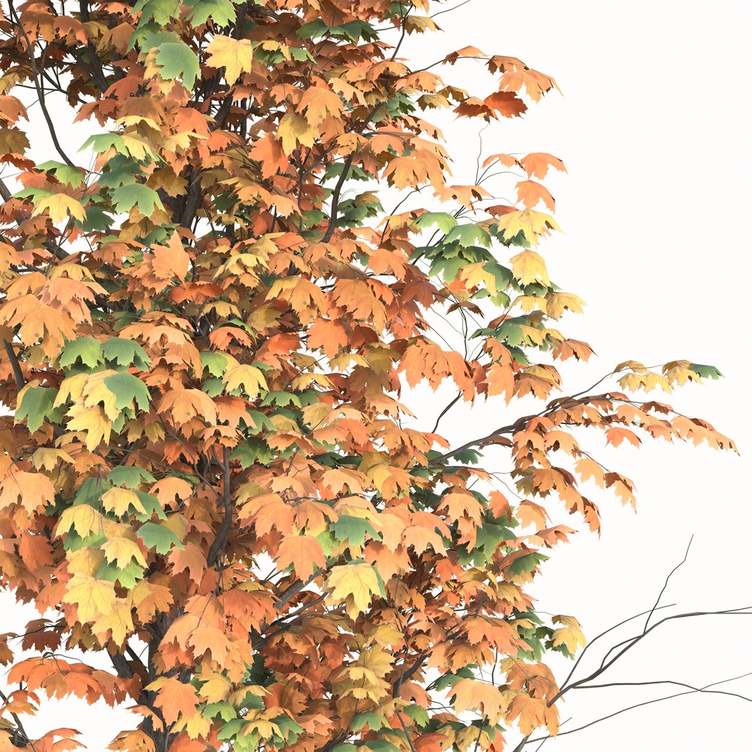 Set of Acer Saccharum or Sugar maple Tree - 2 Trees 3D model https://p.turbosquid.com/ts-thumb/h4/gN1lx7/kD/4/jpg/1668435663/1920x1080/fit_q87/c7929844c9e6b5b542593730402b1664d8ac4cc9/4.jpg
