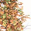 Set of Acer Saccharum or Sugar maple Tree - 2 Trees