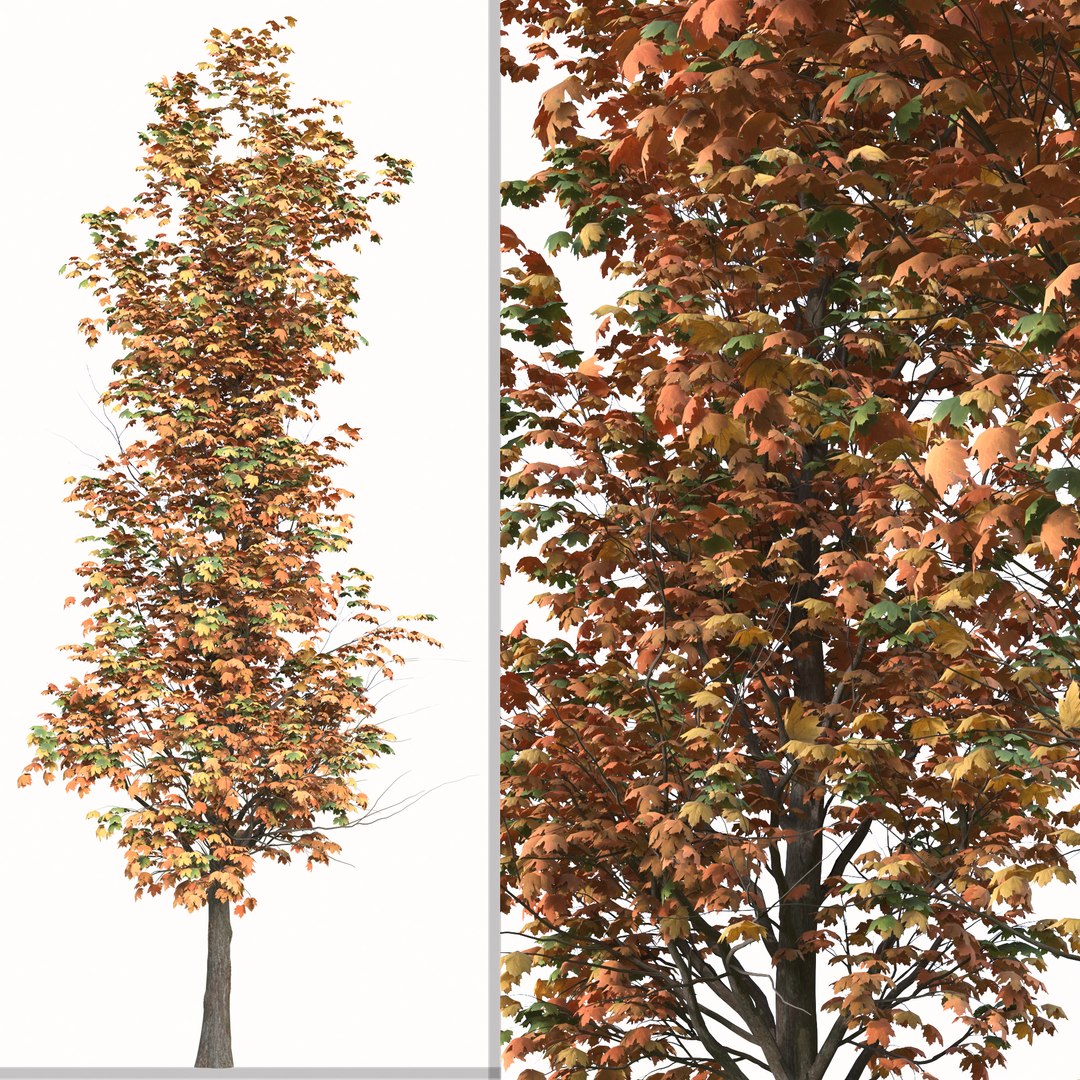Set of Acer Saccharum or Sugar maple Tree - 2 Trees 3D model https://p.turbosquid.com/ts-thumb/h4/gN1lx7/nS/2/jpg/1668437743/1920x1080/fit_q87/37dd7465dba6748643a2ba91fd00c2f8ea1c4f6a/2.jpg