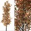 Set of Acer Saccharum or Sugar maple Tree - 2 Trees