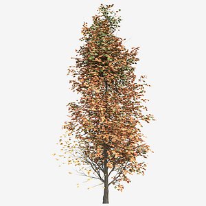 Set of Acer Saccharum or Sugar maple Tree - 2 Trees 3D model