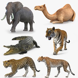 3D african animals 3 rigged model