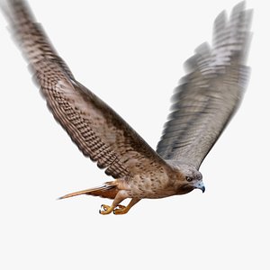 3D Red tailed Hawk Animated  Maya 2026