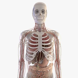 Peter Anatomy