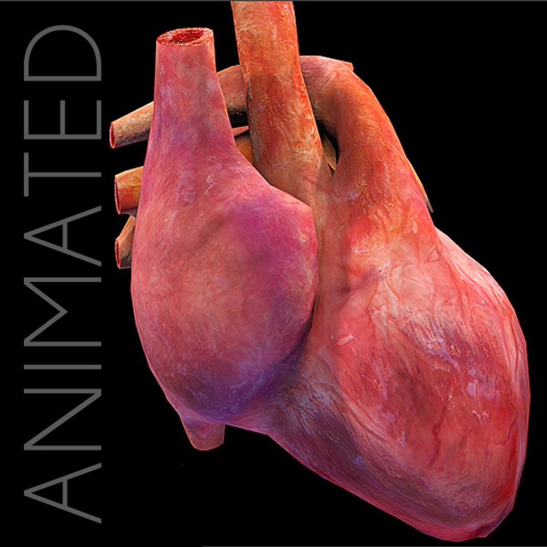 Heart Anatomy Cycle Animation 3d 3ds