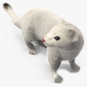 White Ermine Lifelike Pose Fur model