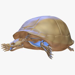 turtle skeleton 3D model