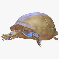 Turtle Skeleton