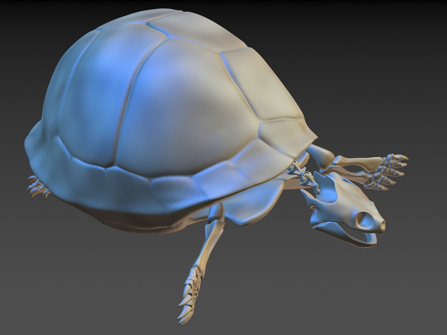 Turtle Skeleton 3D Model - TurboSquid 1228639