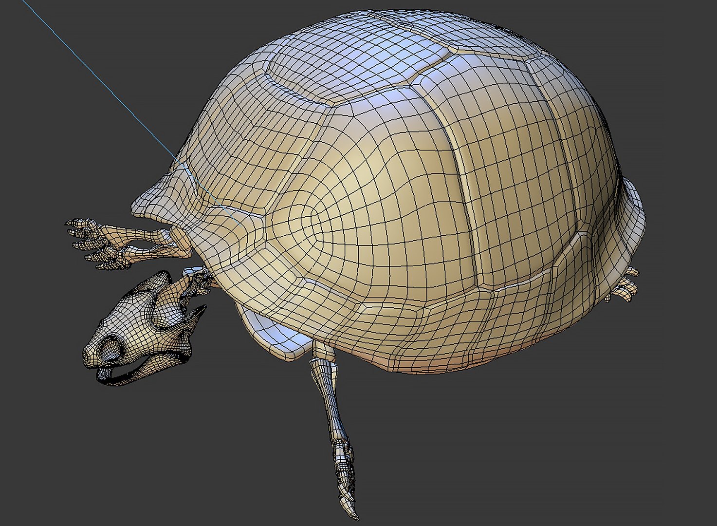 Turtle Skeleton 3D Model - TurboSquid 1228639