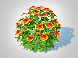Chrysanthemum - Hardy Mumorange 3D model