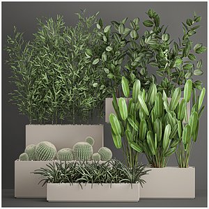 Collection of plants from bushes and thickets for landscape design 1063