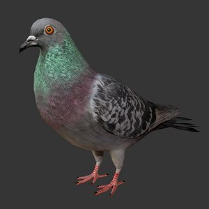Pigeon Rigged low Poly
