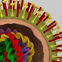 flu virus H1N1 model