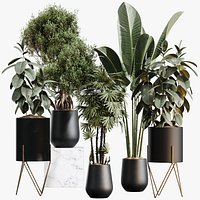 AV Indoor Plants Set 502 Ficus Bird Of Paradise Rhapis Microcarpa Bonsai