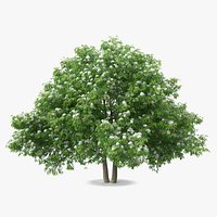 American Elderberry Blooming Tree