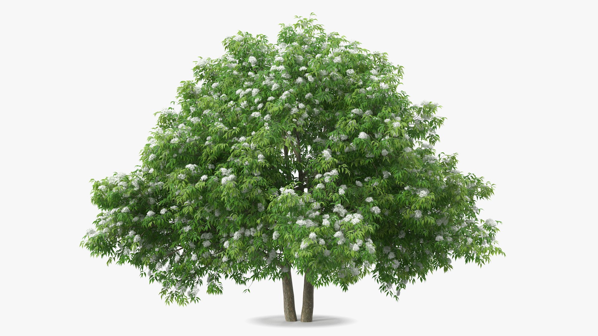 American Elderberry Blooming Tree 3D model preview