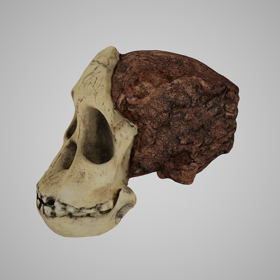 Crânio Realista Australopithecus Africanus Taung C Modelo 3D - TurboSquid  1329780, image size:1080x1080
