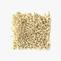 Bone structure anatomy