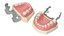 Dental Anatomy Educational Pediatric Kit with Removable Open Bite Teeth