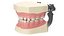 Dental Anatomy Educational Pediatric Kit with Removable Open Bite Teeth