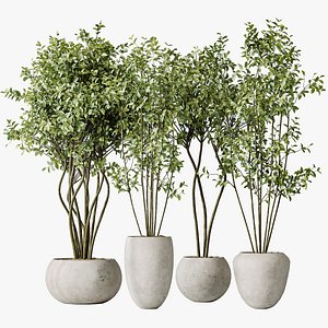 3D AV Indoor plants set 156 Beech Olea Europaea Olive Eucalyptu Joyplants Mini Fig