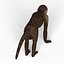 Capuchin Monkey
