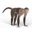 Capuchin Monkey