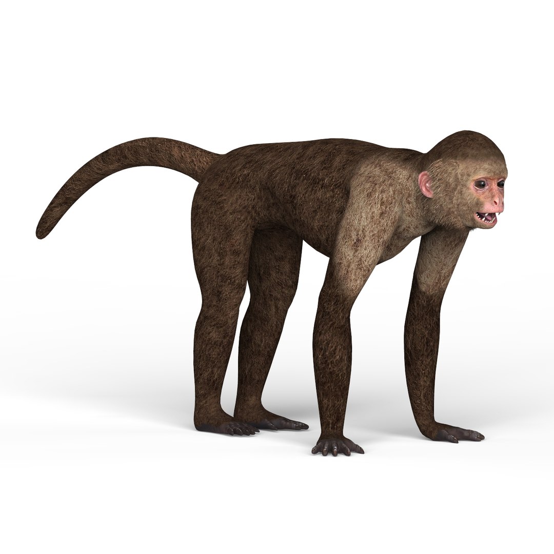 3D Capuchin Monkey Model - TurboSquid 1518055
