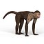 Capuchin Monkey