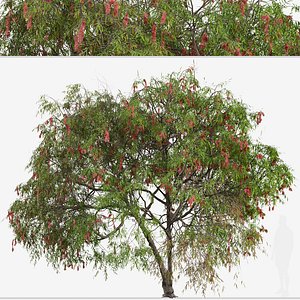 Set of Lemon bottlebrush Tree Melaleuca citrina 2 Trees  3Ds MAX - Blender - Unreal Engine - Ci