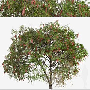 Set of Lemon bottlebrush Tree Melaleuca citrina 2 Trees 3Ds MAX - Blender - Unreal Engine - Ci