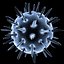 calcivirus